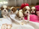 Cavalier King Charls Spaniel FCI