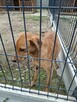 Leonek młodziak który nie miał łatwego życia marzy o domu - 4