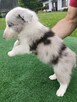 Border Collie FCI blue merle gotowe do odbioru - 7