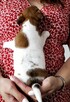 Delta Jack Russell Terrier ZKwP FCI - 4
