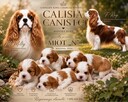 Cavalier King Charls Spaniel FCI - 5