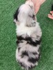 Border Collie FCI blue merle gotowe do odbioru - 4