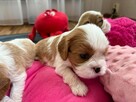 Cavalier King Charls Spaniel FCI - 3