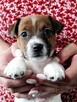 Delta Jack Russell Terrier ZKwP FCI - 8