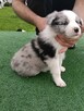 Border Collie FCI blue merle gotowe do odbioru - 6