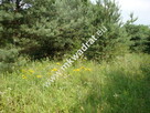 Grzegorzewice działka 2163m2 - 8