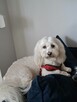 Opieka domowa pieskow- petsitter - 3