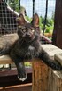 Towarzyski Maine Coon - FPL - 2