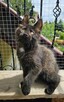 Towarzyski Maine Coon - FPL - 4