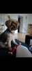 Opieka domowa pieskow- petsitter - 5