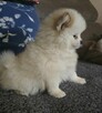 Szpic miniaturowy ,pomeranian ,suczka - 8