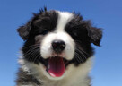 Piękny Rasowy Pies Border Collie - Szczeniak z pełną dok. z - 6