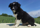 Rasowa suczka - Border Collie z pełną dok. - 3