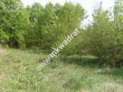 Milanówek 1737m2 północna część miasta - 1