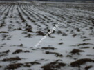 Działka 6450 m2 z domem i halą. - 2