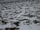 Działka 6450 m2 z domem i halą. - 6