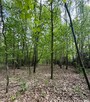 Las, działka leśna, wieś Holendernia, gm. Jabłoń - 9