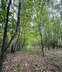 Las, działka leśna, wieś Holendernia, gm. Jabłoń - 11