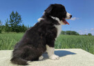 Piękny Rasowy Pies Border Collie - Szczeniak z pełną dok. z - 2