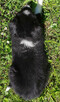 Rasowa suczka - Border Collie z pełną dok. - 4