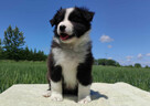 Piękny Rasowy Pies Border Collie - Szczeniak z pełną dok. z
