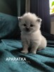 Syberyjskie kocięta