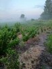 Sprzedam dom z działką - 2