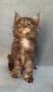 Maine Coon kotka fpl