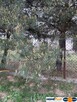 Działka 1,6 ha z domem, media, MPZP – Ruda. - 2