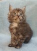 Maine Coon kocurek fpl