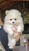 Szpic miniaturowy, pomeranian suczka