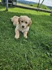Golden Retriever / złoty piesek / rodowód ZKPL - 3