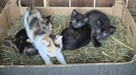 oddam za darmo do adopcji kocięta - 2