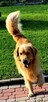 Golden Retriever / złoty piesek / rodowód ZKPL - 6