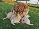 Golden Retriever / złoty piesek / rodowód ZKPL - 4