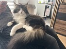 Reproduktor Maine Coon - 8