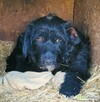 PUMBA - piękny psiak w typie sznaucera szuka domu - 2