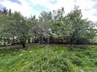 Klimatyczne siedlisko 2,2 ha z własnym lasem - 11