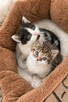 Pilne!! Chmurka i Mgielka do wspólnej adopcji Wioletta Maś - 2
