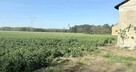 Sprzedam Siedlisko wraz z ziemią - 4