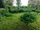 ROD Boruta Zgierz | Zadbana działka 300m² z domkiem • Oaza s - 12