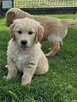 Golden Retriever / złoty piesek / rodowód ZKPL - 2