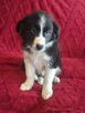 Border Collie szczeniaki - 11
