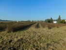 Syndyk sprzeda - Mogielnica, dz. nr 1272, 1304 oraz 1303 - 6