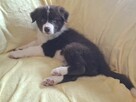 Border Collie szczeniaki - 7