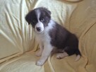 Border Collie szczeniaki - 8