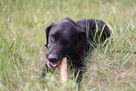 Energiczna seniorka Daisy! - 4