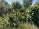 Działka budowlana Pątnów Legnicki gm. Kunice, - 4