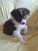 Border Collie szczeniaki - 6