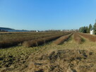 Syndyk sprzeda - Mogielnica, dz. nr 1272, 1304 oraz 1303 - 7